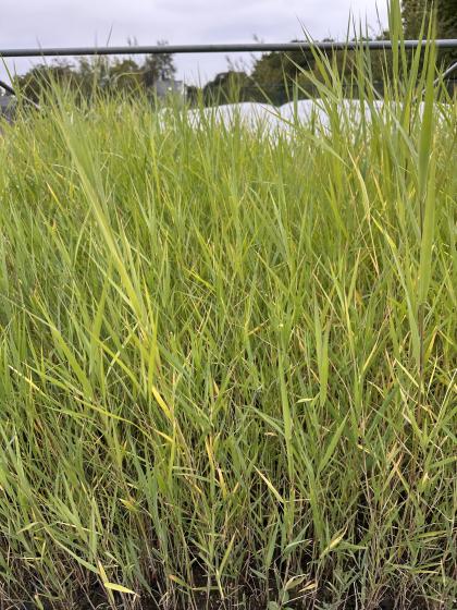 PHRAGMITES australis