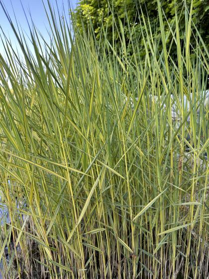 PHRAGMITES australis Variegata