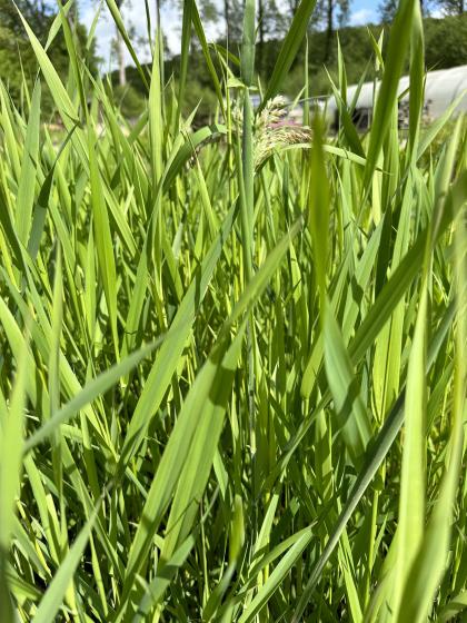 PHALARIS arundinacea