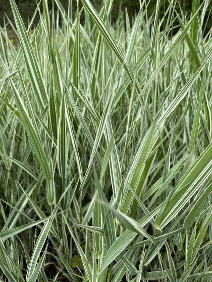 PHALARIS arundinacea Picta