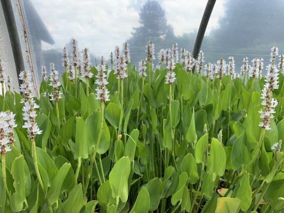 PONTEDERIA cordata Alba