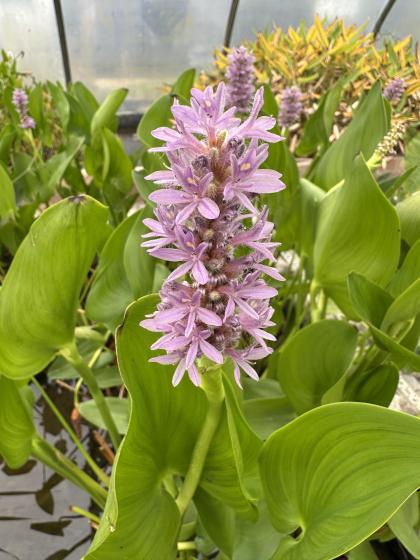 PONTEDERIA cordata Pink