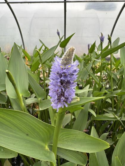 PONTEDERIA lanceolata