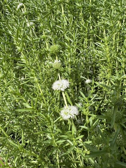 PRESLIA cervina Alba