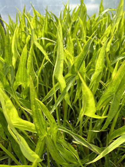 SAGITTARIA sagittifolia Flore Plena