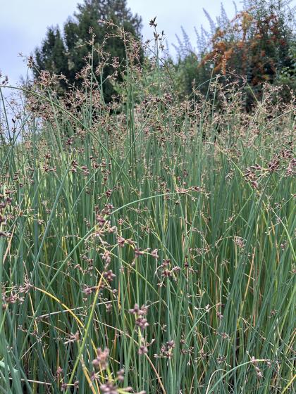 SCIRPUS lacustris