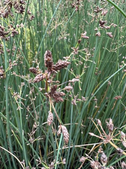 SCIRPUS lacustris