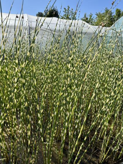 SCIRPUS tabernaemontanii Zebrinus