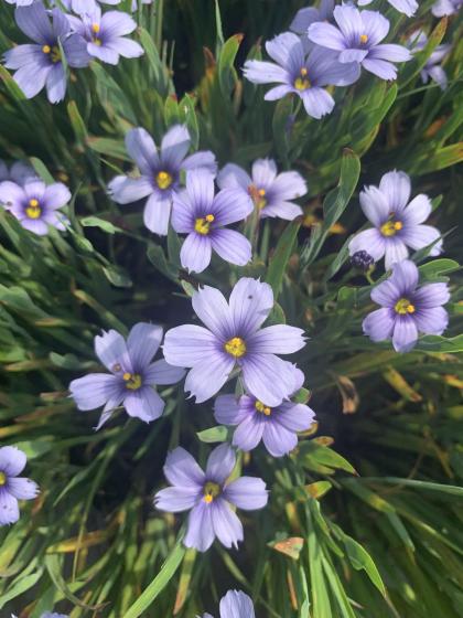 SISYRINCHIUM augustifolium