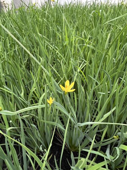 SISYRINCHIUM californicum