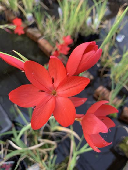 SCHIZOSTYLIS coccinea Major