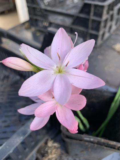 SCHIZOSTYLIS coccinea Mrs Hegarty
