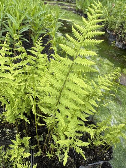 THELYPTERIS palustris