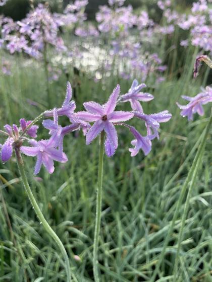TULBAGHIA violacea Variegata