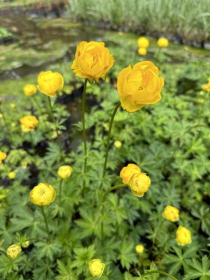 TROLLIUS europeus