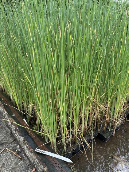 TYPHA laxmannii (gracilis)