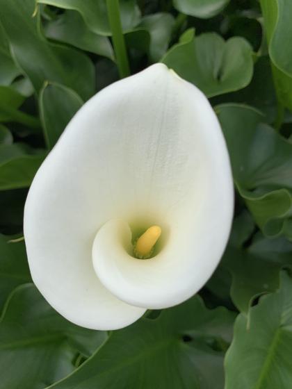 ZANTHEDECHIA aethiopica