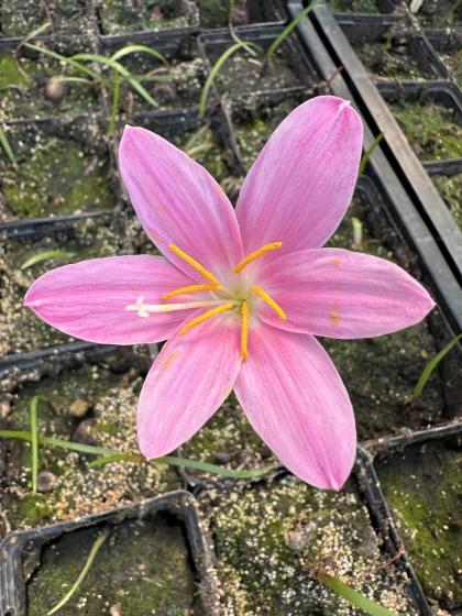 Zephranthes Grandiflora Pink